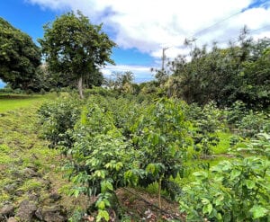 Michelle’s Kona Coffee