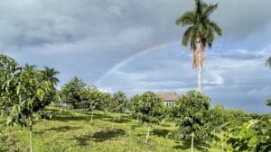 Michelle’s Kona Coffee