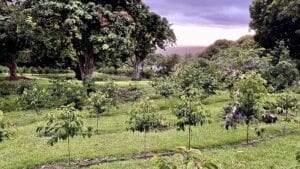 Michelle’s Kona Coffee