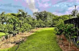 Michelle’s Kona Coffee