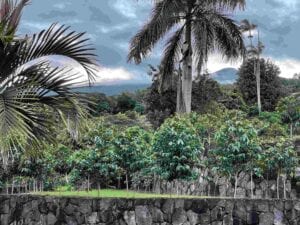 Michelle’s Kona Coffee