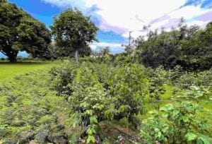 Michelle’s Kona Coffee