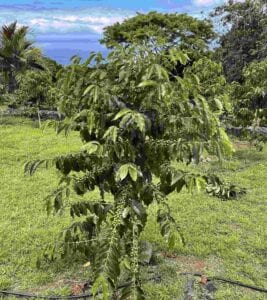 Michelle’s Kona Coffee